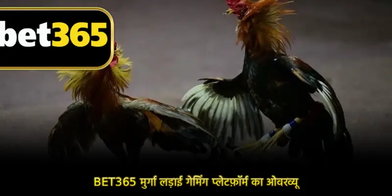 BET365 मुर्गा लड़ाई गेमिंग प्लेटफ़ॉर्म का ओवरव्यू