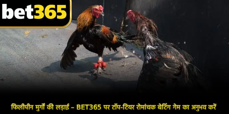 फिलीपीन मुर्गों की लड़ाई – BET365 पर टॉप-टियर रोमांचक बेटिंग गेम का अनुभव करें