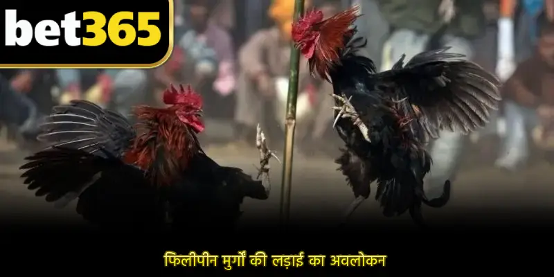 फिलीपीन मुर्गों की लड़ाई का अवलोकन