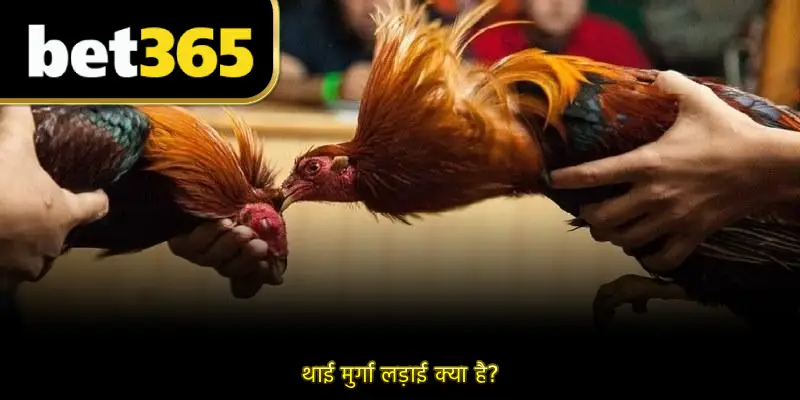 थाई मुर्गा लड़ाई क्या है?
